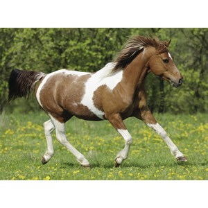 Ravensburger (10848) - "Galloping" - 100 pezzi