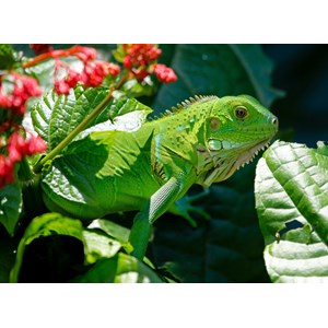 Grafika Kids (00510) - "Iguana" - 300 pezzi