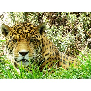 Grafika Kids (00535) - "Jaguar" - 300 pezzi