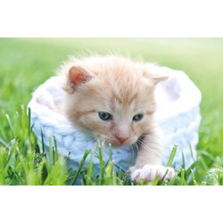 Tactic (53338) - "Kitten" - 500 pezzi