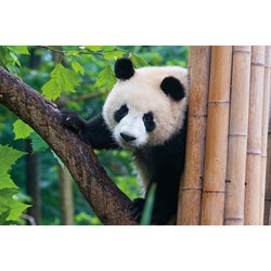 Tactic (53558) - "Panda" - 500 pezzi