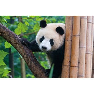 Tactic (53558) - "Panda" - 500 pezzi