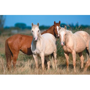 Tactic (53560) - "Horses" - 500 pezzi