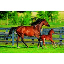 Trefl (370959) - "Foal's First Steps" - 500 pezzi