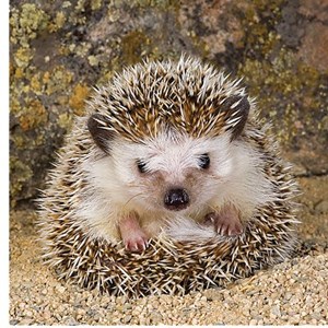 Ravensburger (15224) - "Cute Hedgehog" - 500 pezzi