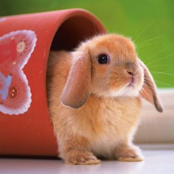 Ravensburger (15223) - "Cute Little Bunny" - 500 pezzi