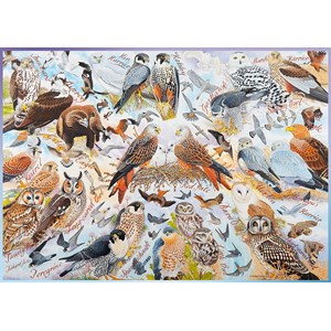 Ravensburger (19559) - "Birds of Prey" - 1000 pezzi