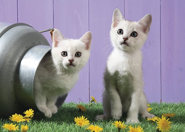 Schmidt Spiele (57361) - "Cat Sisters" - 500 pezzi