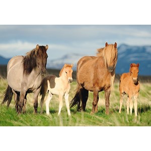 Schmidt Spiele (56199) - "Horse Family" - 200 pezzi