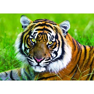 Trefl (371925) - "Tiger" - 500 pezzi