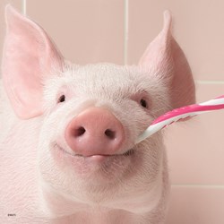 Ravensburger (08028) - "Funny Animal Portraits" - 49 pezzi