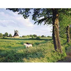 Ravensburger (16635) - "Horse From Wind Mill" - 2000 pezzi