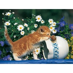 Ravensburger (14104) - "Curiosity" - 500 pezzi