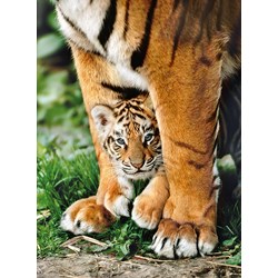 Clementoni (35046) - "Bengal tiger cub between its mother's legs" - 500 pezzi
