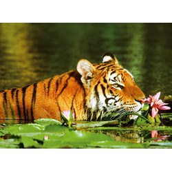 Ravensburger (14245) - "Tiger entre the water lilies" - 500 pezzi