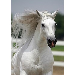 Art Puzzle (4188) - "White Horse" - 500 pezzi