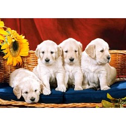 Castorland (C-101771) - "Puppies with Sunflower" - 1000 pezzi