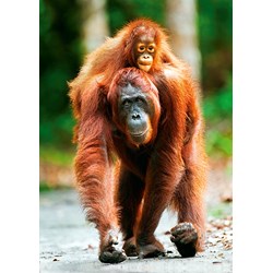 Trefl (10514) - "Orangutan, Indonesia" - 1000 pezzi