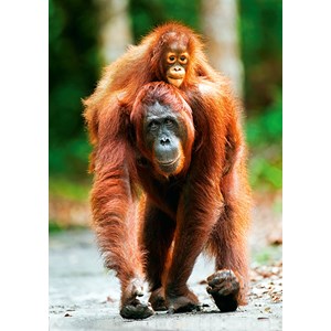 Trefl (10514) - "Orangutan, Indonesia" - 1000 pezzi