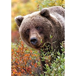 Trefl (10518) - "Grizzly, Alaska, USA" - 1000 pezzi