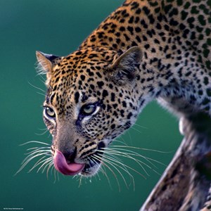 Heye (29421) - "Leopard" - 1000 pezzi