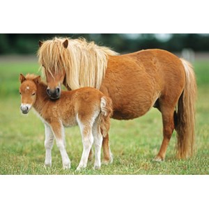 Schmidt Spiele (55588) - "Horses" - 26 48 pezzi