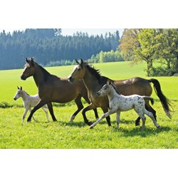 Schmidt Spiele (55588) - "Horses" - 26 48 pezzi