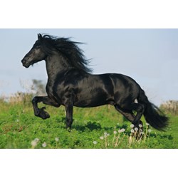 Schmidt Spiele (55588) - "Horses" - 26 48 pezzi