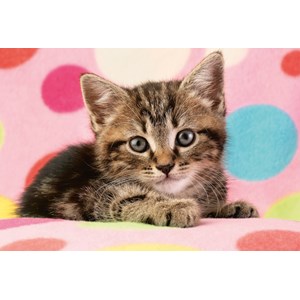 Schmidt Spiele (56249) - "Sweet Kitten" - 100 pezzi