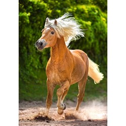 Castorland (B-52981) - "Running Haflinger" - 500 pezzi