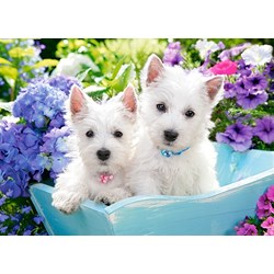 Castorland (B-066100) - "Westie Puppies" - 60 pezzi