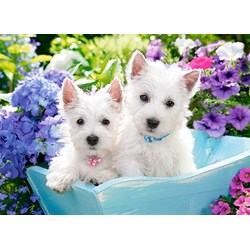 Castorland (B-222032) - "Westie Puppies" - 200 pezzi