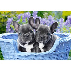 Castorland (C-104246) - "French Bulldog Puppies" - 1000 pezzi