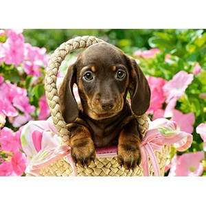 Castorland (B-27514) - "Cute Dachshund" - 260 pezzi