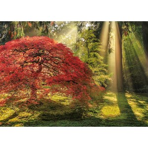 Heye (29855) - Aaron Reed: "Guiding Light" - 1000 pezzi
