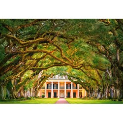 Castorland (C-104383) - "Oak Alley Plantation" - 1000 pezzi