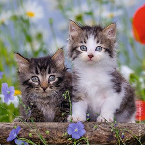 Ravensburger (08046) - "Kittens" - 49 pezzi