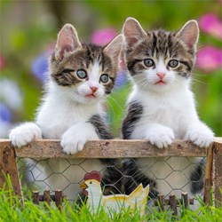 Ravensburger (08046) - "Kittens" - 49 pezzi