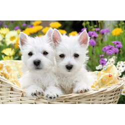 Ravensburger (13074) - "West Highland White Terriers" - 300 pezzi