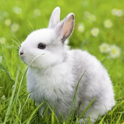 Ravensburger (08041) - "Cute Bunny" - 49 pezzi