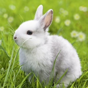 Ravensburger (08041) - "Cute Bunny" - 49 pezzi