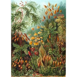 Puzzle Michele Wilson (A736-350) - Ernst Haeckel: "Ernst Haeckel" - 350 pezzi