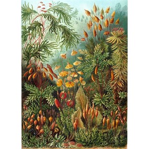 Puzzle Michele Wilson (A736-350) - Ernst Haeckel: "Ernst Haeckel" - 350 pezzi