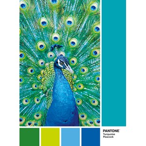 Clementoni (39495) - "Turquoise Peacock" - 1000 pezzi