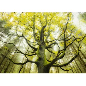 Schmidt Spiele (59669) - Stefan Hefele: "Dream Tree" - 1000 pezzi
