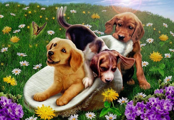 Ravensburger (05428) - Andrew Farley: "Frolicking Puppies" - 24 pezzi