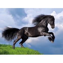 Clementoni (35071) - "Black Horse" - 500 pezzi