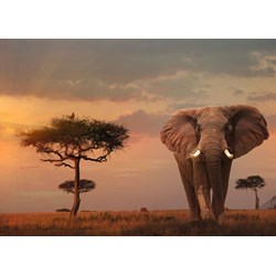 Ravensburger (15159) - "Elefant in Masai Mara Nationalpark" - 1000 pezzi