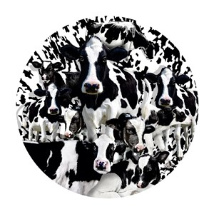 SunsOut (35102) - Lori Schory: "Herd of Cows" - 1000 pezzi