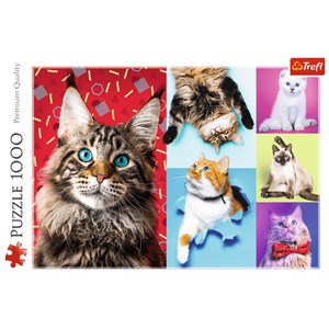 Trefl (10591) - "Happy cats" - 1000 pezzi